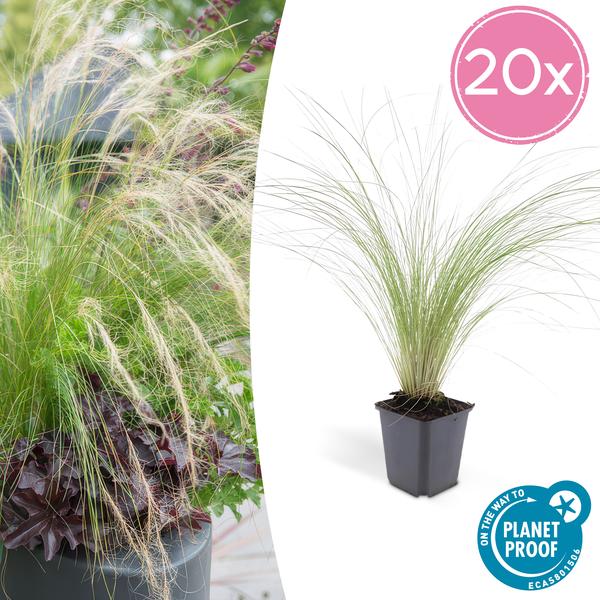 20x Stipa tenuissima 'Ponytails' - ↕10-25cm - Ø9cm