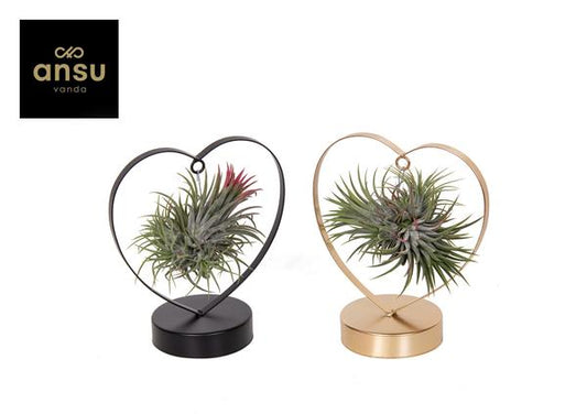 Tillandsia Love Edition Schwarz/Goud Mix - 2 Stücke - Ø10,5cm - ↕21cm