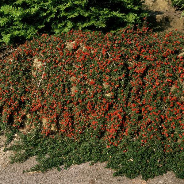 Cotoneaster pr. 'Streib's Findling' - ↕10-25cm - Ø9cm - 60x