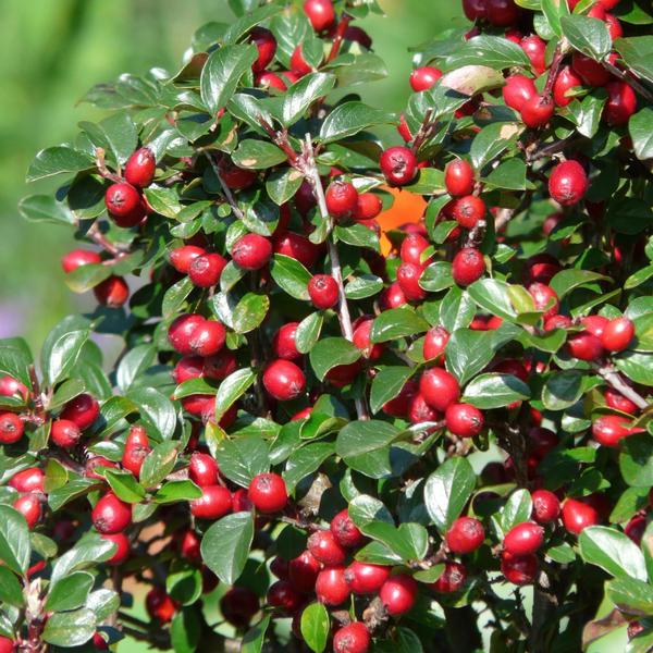 Cotoneaster dammeri - ↕10-25cm - Ø9cm - 60x