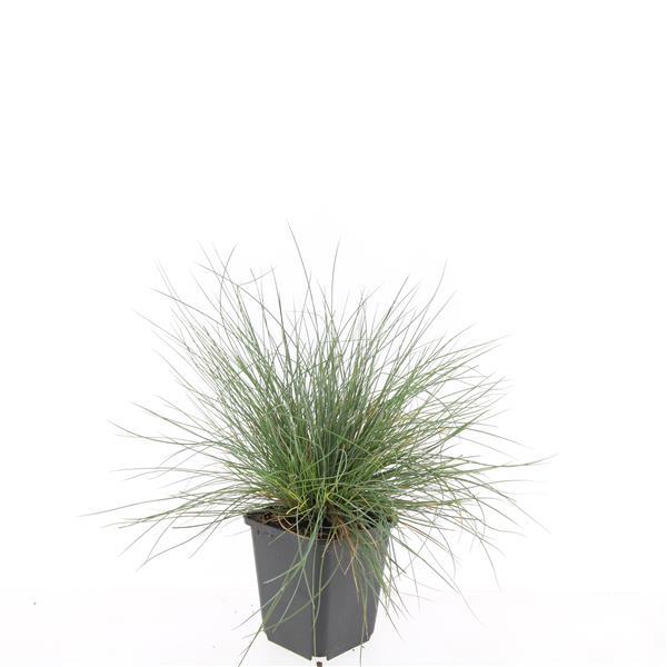 Festuca glauca 'Elijah Bleu' - ↕10-25cm - Ø9cm - 60x