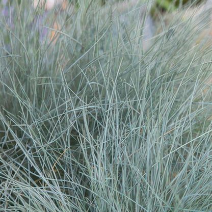 Festuca glauca 'Elijah Bleu' - ↕10-25cm - Ø9cm - 60x