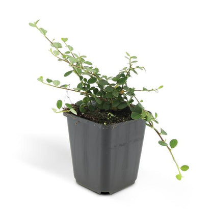 Cotoneaster pr. 'Streib's Findling' - ↕10-25cm - Ø9cm - 60x