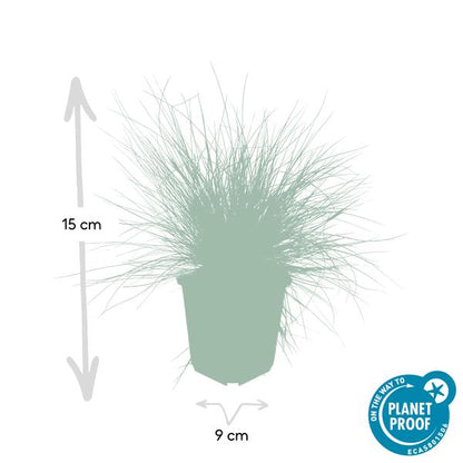 Festuca glauca 'Elijah Bleu' - ↕10-25cm - Ø9cm - 60x