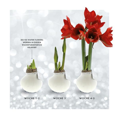 No Water Flowers® (wax amaryllis) | Rainbow (3 pack) + Red flower