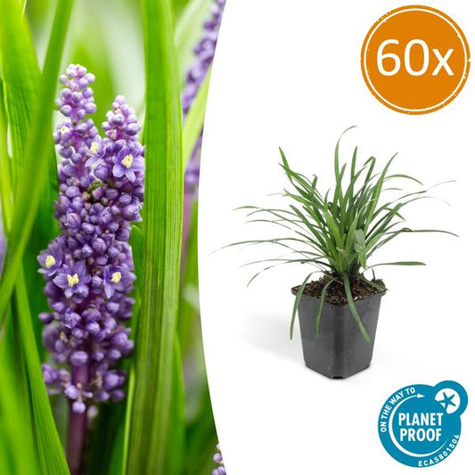 Liriope muscari 'Big Blue' - ↕10-25cm - Ø9cm - 60x