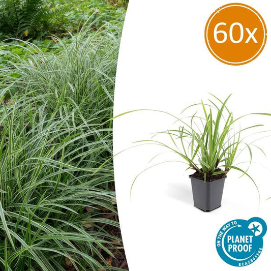 Carex morrowii 'Ice Dance' - ↕10-25cm - Ø9cm - 60x