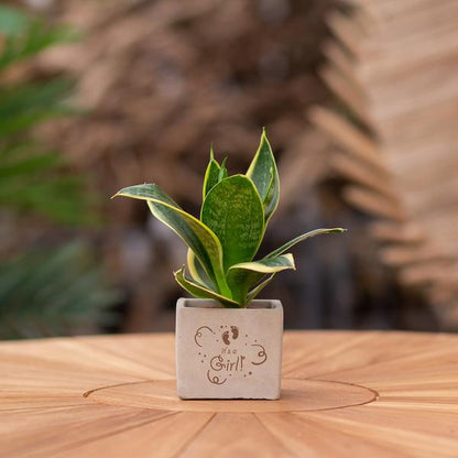 Congreetz® plantpots + Sansevieria | It's a girl
