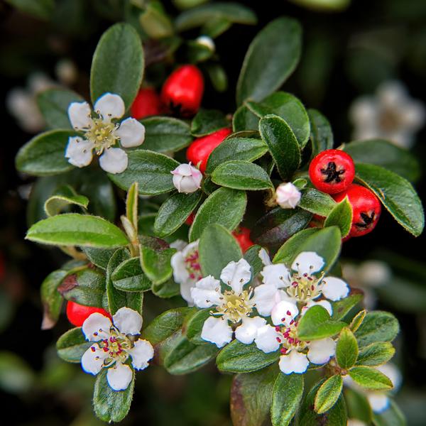 Cotoneaster dammeri - ↕10-25cm - Ø9cm - 60x