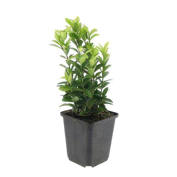 Euonymus jap. Green Spire - ↕10-25cm - Ø9cm - 60x