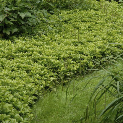 Pachysandra term. 'Green Carpet' - ↕10-25cm - Ø9cm - 60x