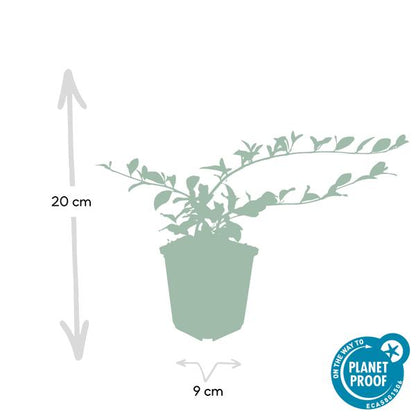 Cotoneaster dammeri - ↕10-25cm - Ø9cm - 60x