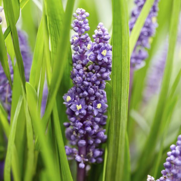 Liriope muscari 'Big Blue' - ↕10-25cm - Ø9cm - 60x