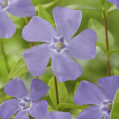 Vinca minor - ↕10-25cm - Ø9cm - 60x