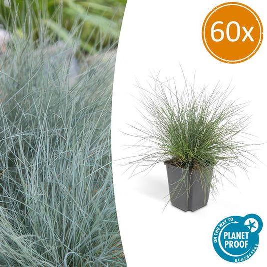 Festuca glauca 'Elijah Bleu' - ↕10-25cm - Ø9cm - 60x