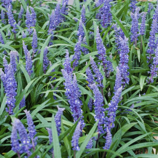 Liriope muscari 'Big Blue' - ↕10-25cm - Ø9cm - 60x