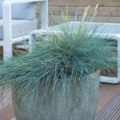 Festuca glauca 'Elijah Bleu' - ↕10-25cm - Ø9cm - 60x