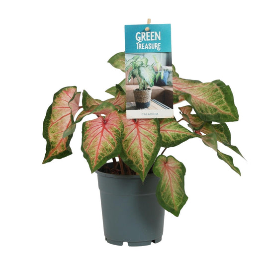 Caladium Roze - Ø12cm - ↕25cm