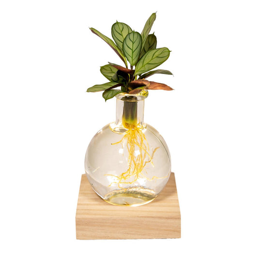 Calathea aus Samoa-Glas mit LED-Beleuchtung - Ø12cm - ↕10cm