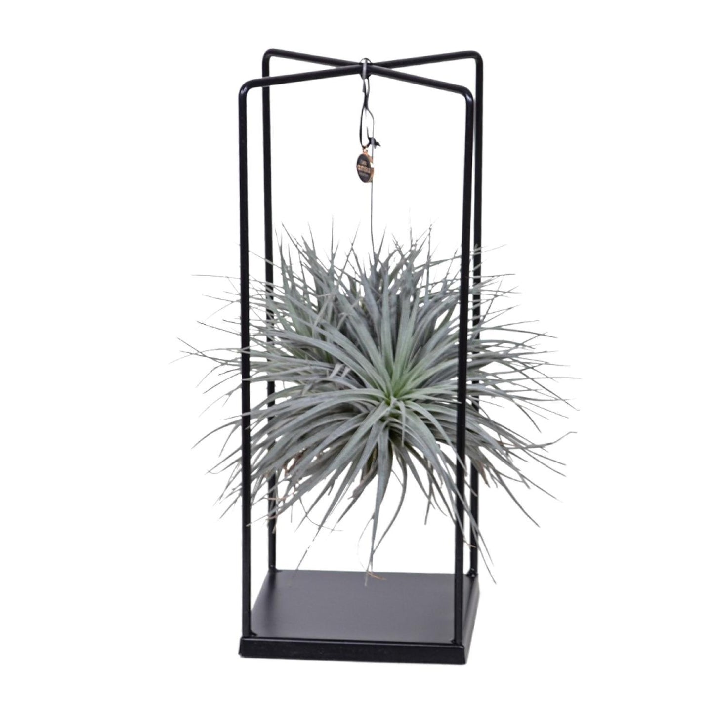 Tillandsia Mix 1 stuck  Ø20cm - ↕20cm