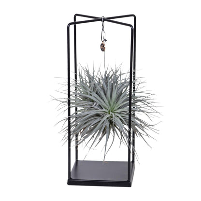 Tillandsia Mix 1 stuck  Ø20cm - ↕20cm