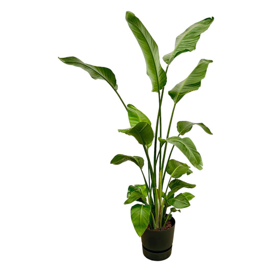 Strelitzia Nicolai inkl elho Greenville Rund Schwarz - 180 cm - Ø30