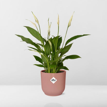 Spathiphyllum 12 Cm Torelli in ELHO Vibes Fold 14cm rosa