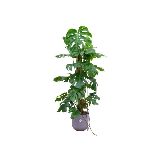 Kombi-Deal - Monstera Pertusum XL inkl elho Jazz Rund lila