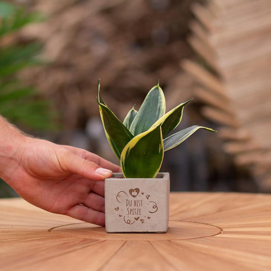 Congreetz® plantpots + Sansevieria| Du bist Spitze