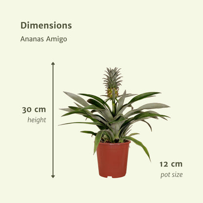 Bromelia (Ananaspflanze) - 2 Stücke - Ø12cm - ↕30cm