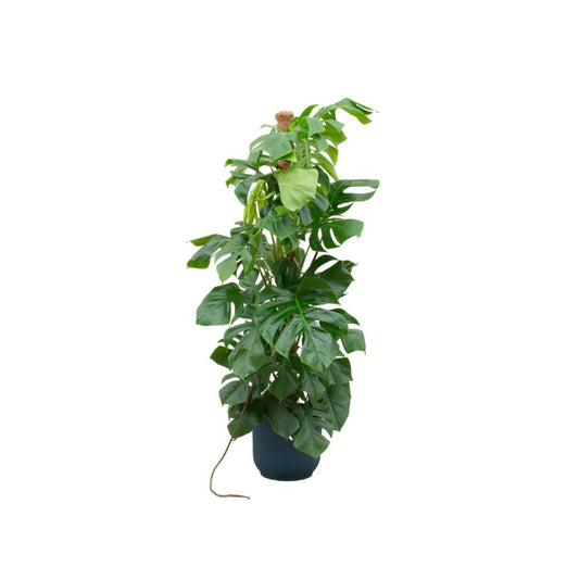 Kombi deal - Monstera Pertusum XL inkl elho Vibes Fold Rund blau Ø30 - 150 cm
