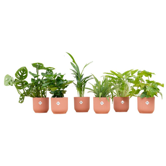 Surprise Box - 6 Pflanzen inkl. elho Vibes Fold Runde 14 rosa