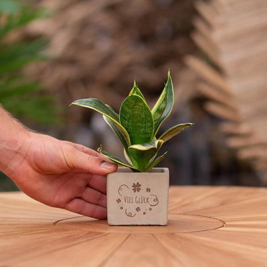 Congreetz® plantpots + Sansevieria| Viel Glück