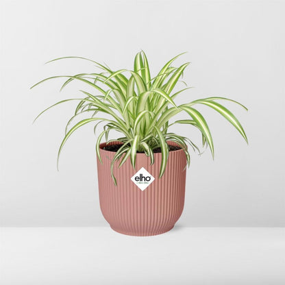 Grünlilie Chlorophytum Comosum Variegatum in ELHO Vibes Fold 14cm rosa
