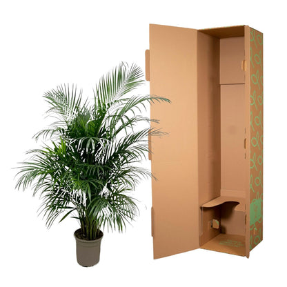 Goldpalme Dypsis Lutescens (Areca palm) 150 cm - ø24