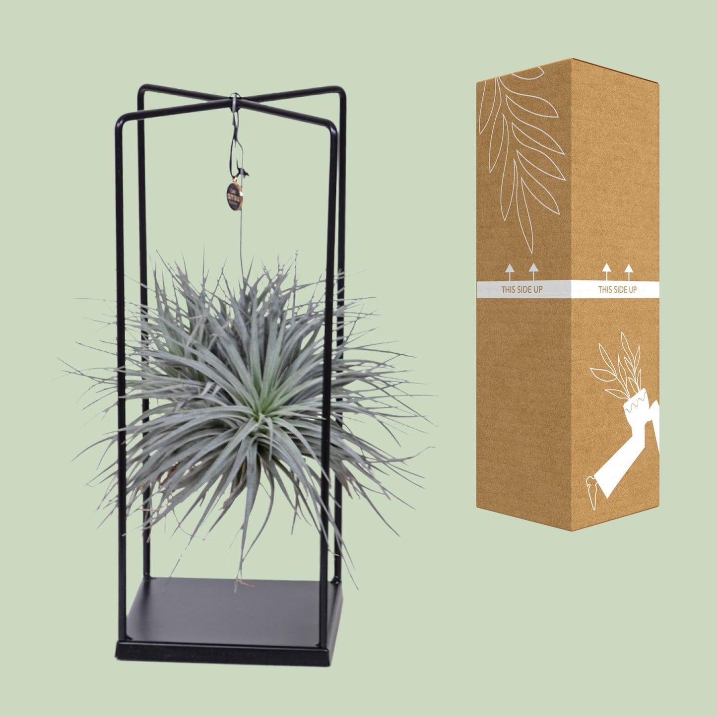 Tillandsia Mix 1 stuck  Ø20cm - ↕20cm