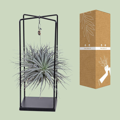 Tillandsia Mix 1 stuck  Ø20cm - ↕20cm