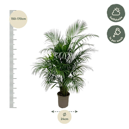 Goldpalme Dypsis Lutescens (Areca palm) 150 cm - ø24