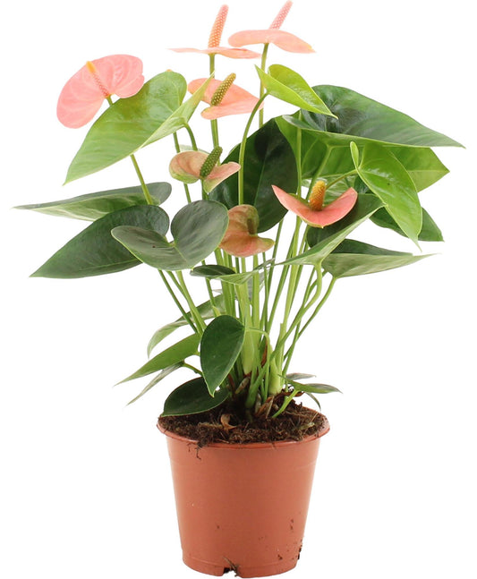 Anthurium Spirit In Transparent Sleeve - Ø12cm - ↕37cm