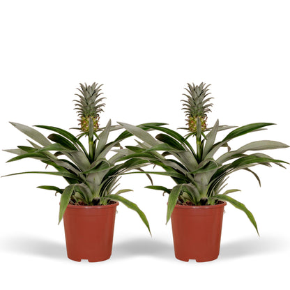 Bromelia (Ananaspflanze) - 2 Stücke - Ø12cm - ↕30cm