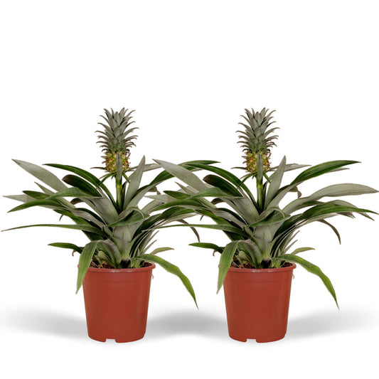 Bromelia (Ananaspflanze) - 2 Stücke - Ø12cm - ↕30cm