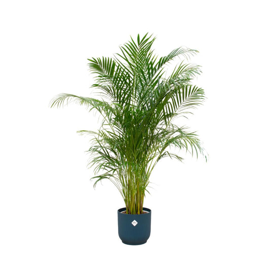 Kombi-Deal - Areca Palm mit Elho Vibes Fold Rund blau Dm 30 - 180 cm