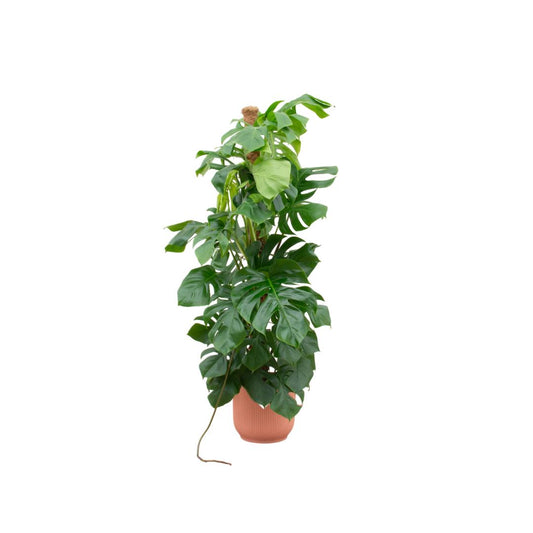 kombi deal - Monstera Pertusum XL inkl elho Vibes Fold Rund rosa Ø30 - 150 cm