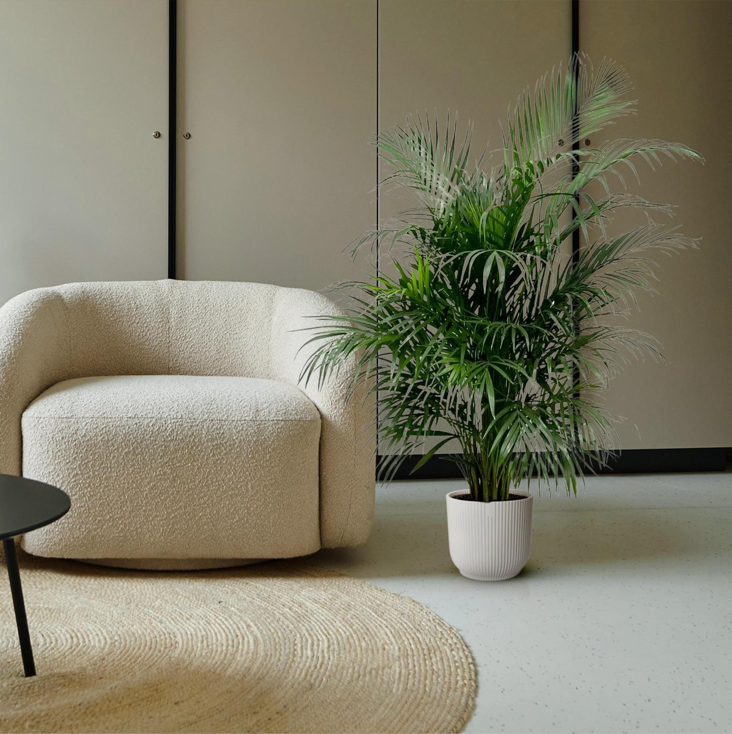 Goldpalme Dypsis Lutescens (Areca palm) 150 cm - ø24