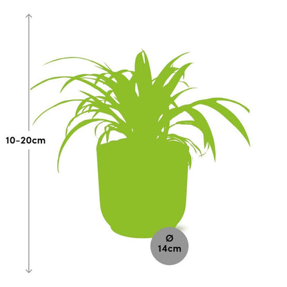 Grünlilie Chlorophytum Comosum Variegatum in ELHO Vibes Fold 14cm rosa