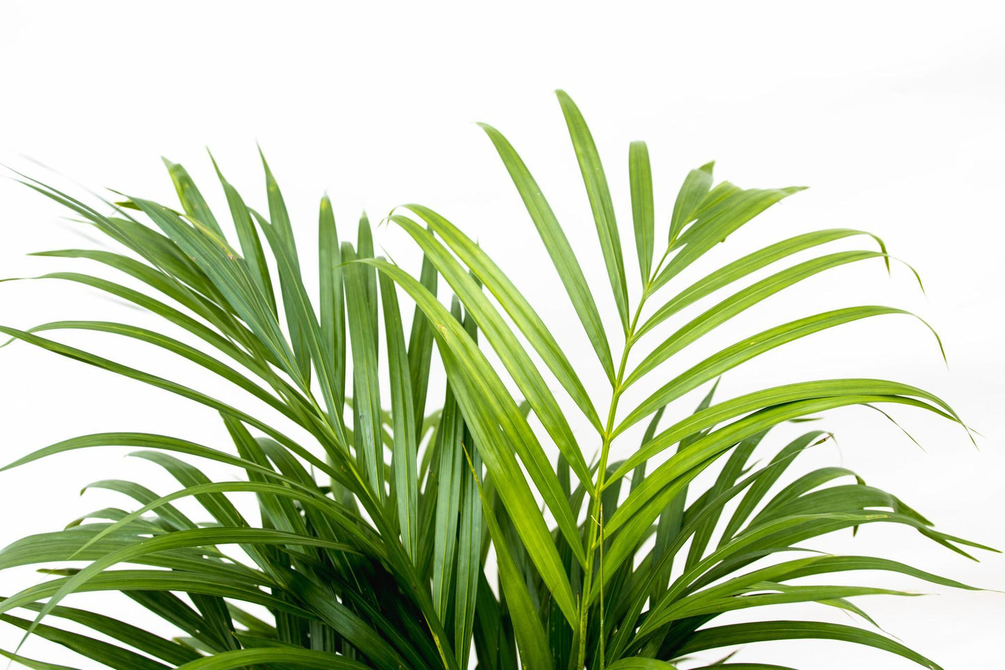 Goldpalme Dypsis Lutescens (Areca palm) 150 cm - ø24