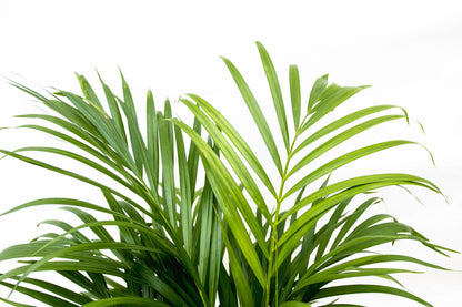 Goldpalme Dypsis Lutescens (Areca palm) 150 cm - ø24