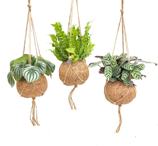 Kokodama Jungle Mix - 3 Stücke - Ø17cm - ↕28cm