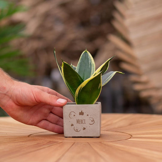 Congreetz® plantpots + Sansevieria| Merci