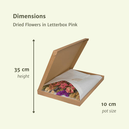 Trockenblumen  Pink - ↕30cm - Pink
